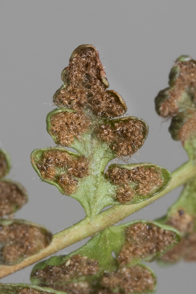 Pflanzenbild gross Alpen-Wimperfarn - Woodsia alpina