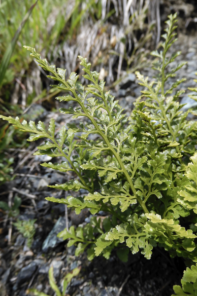 Pflanzenbild gross Keilblättriger Streifenfarn - Asplenium cuneifolium