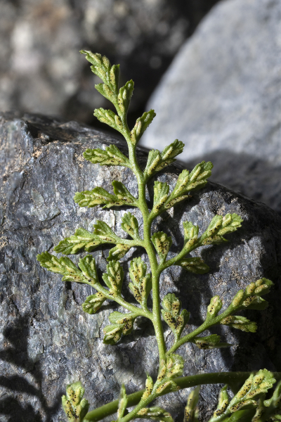 Pflanzenbild gross Keilblättriger Streifenfarn - Asplenium cuneifolium