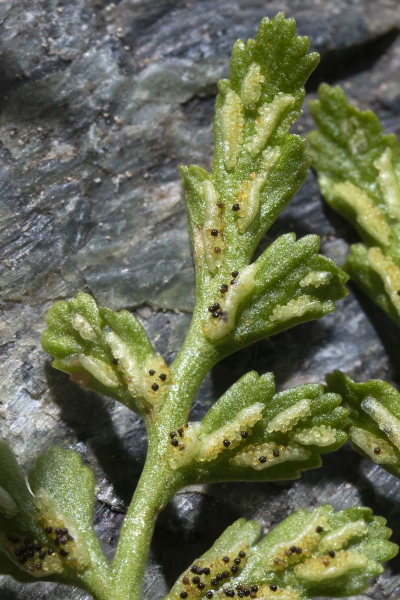 Pflanzenbild gross Keilblättriger Streifenfarn - Asplenium cuneifolium