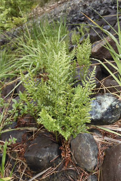Pflanzenbild gross Keilblättriger Streifenfarn - Asplenium cuneifolium