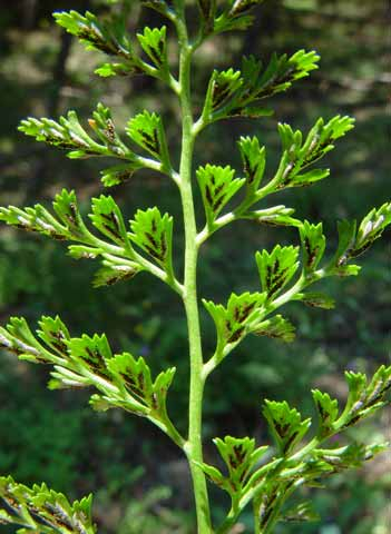 Pflanzenbild gross Keilblättriger Streifenfarn - Asplenium cuneifolium