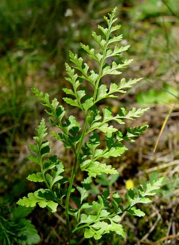 Pflanzenbild gross Keilblättriger Streifenfarn - Asplenium cuneifolium