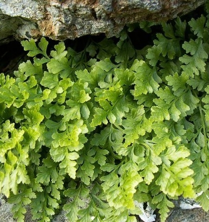 Pflanzenbild gross Keilblättriger Streifenfarn - Asplenium cuneifolium
