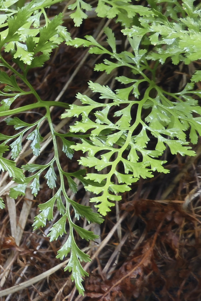 Pflanzenbild gross Keilblättriger Streifenfarn - Asplenium cuneifolium