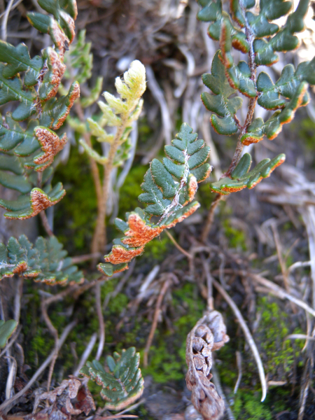 Pflanzenbild gross Pelzfarn - Notholaena marantae
