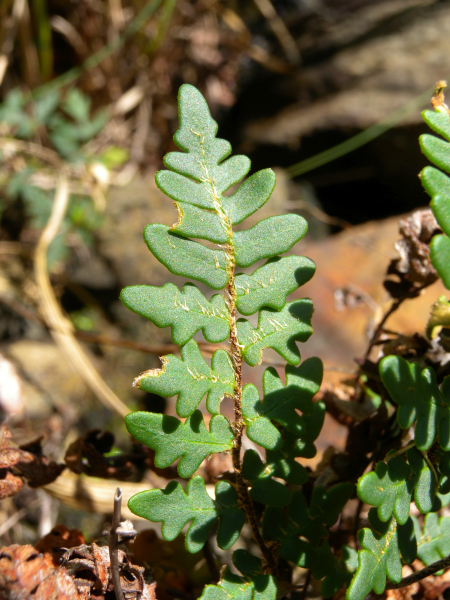 Pflanzenbild gross Pelzfarn - Notholaena marantae