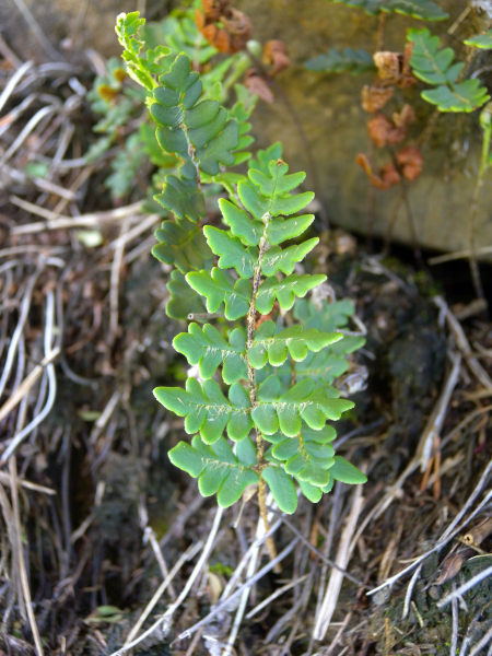 Pflanzenbild gross Pelzfarn - Notholaena marantae