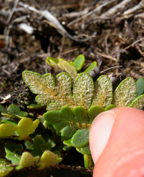 Pflanzenbild gross Pelzfarn - Notholaena marantae