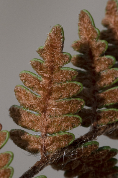 Pflanzenbild gross Pelzfarn - Notholaena marantae