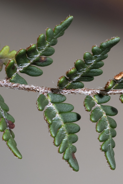 Pflanzenbild gross Pelzfarn - Notholaena marantae