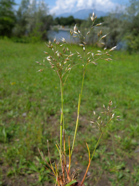 Pflanzenbild gross Nelken-Haferschmiele - Aira caryophyllea