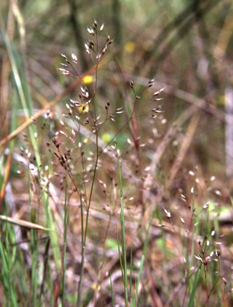 Pflanzenbild gross Nelken-Haferschmiele - Aira caryophyllea