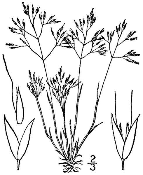 Pflanzenbild gross Nelken-Haferschmiele - Aira caryophyllea