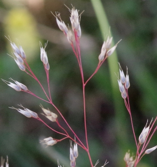 Pflanzenbild gross Nelken-Haferschmiele - Aira caryophyllea