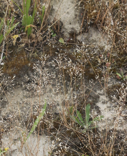 Pflanzenbild gross Nelken-Haferschmiele - Aira caryophyllea