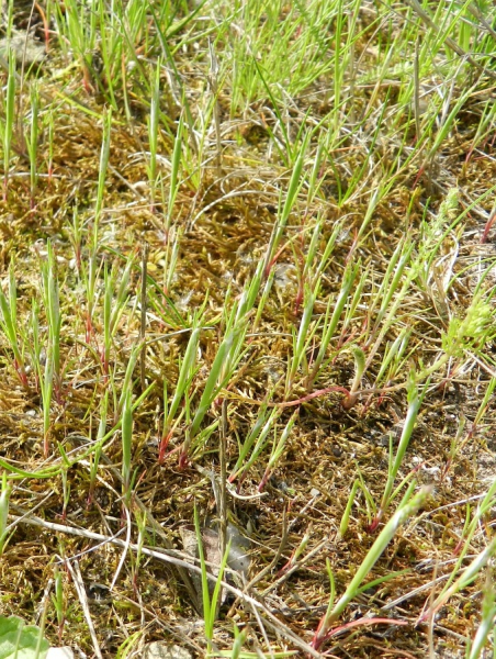 Pflanzenbild gross Nelken-Haferschmiele - Aira caryophyllea