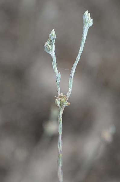 Pflanzenbild gross Kleines Filzkraut - Filago minima