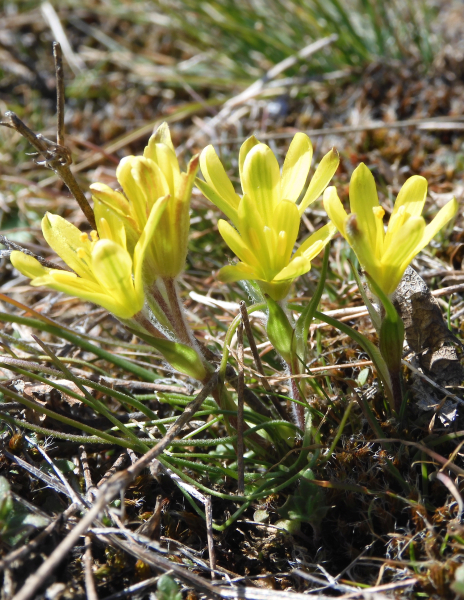 Pflanzenbild gross Felsen-Gelbstern - Gagea saxatilis