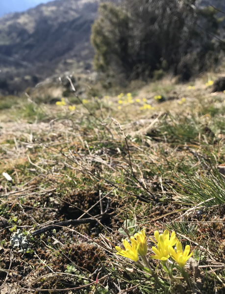 Pflanzenbild gross Felsen-Gelbstern - Gagea saxatilis