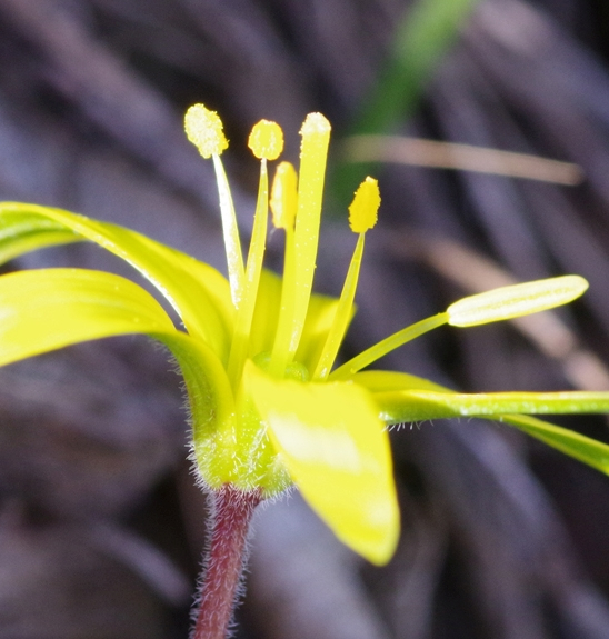 Pflanzenbild gross Felsen-Gelbstern - Gagea saxatilis