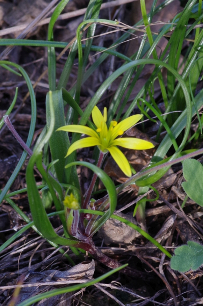 Pflanzenbild gross Felsen-Gelbstern - Gagea saxatilis
