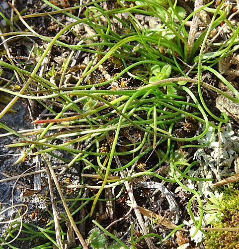 Pflanzenbild gross Felsen-Gelbstern - Gagea saxatilis