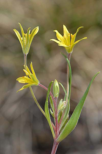 Pflanzenbild gross Acker-Gelbstern - Gagea villosa