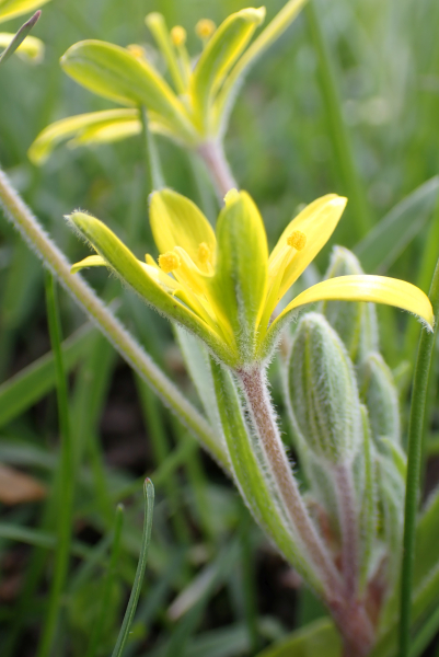 Pflanzenbild gross Acker-Gelbstern - Gagea villosa