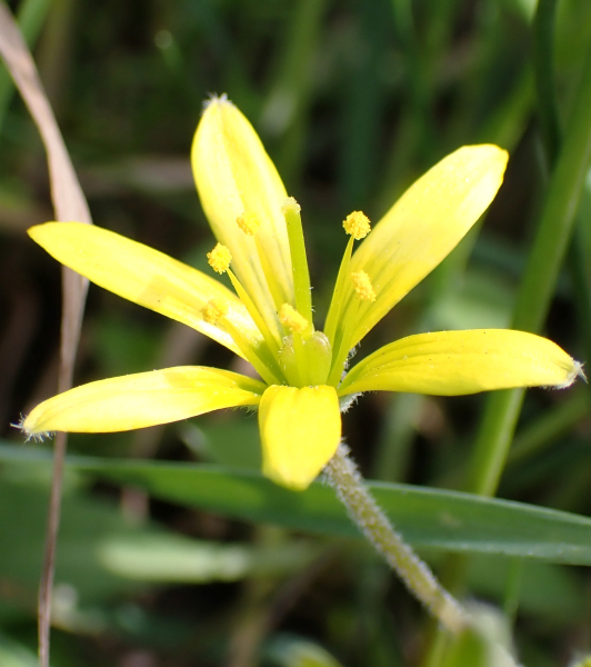 Pflanzenbild gross Acker-Gelbstern - Gagea villosa