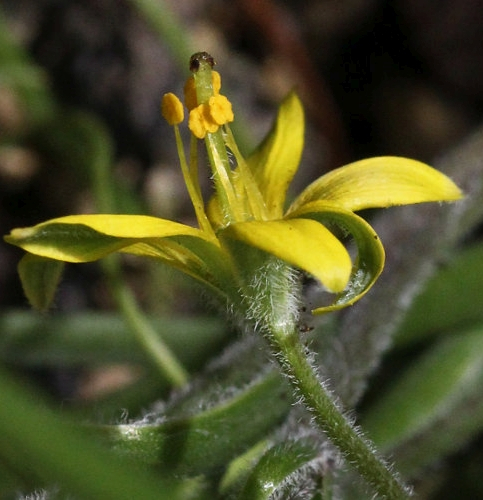Pflanzenbild gross Acker-Gelbstern - Gagea villosa