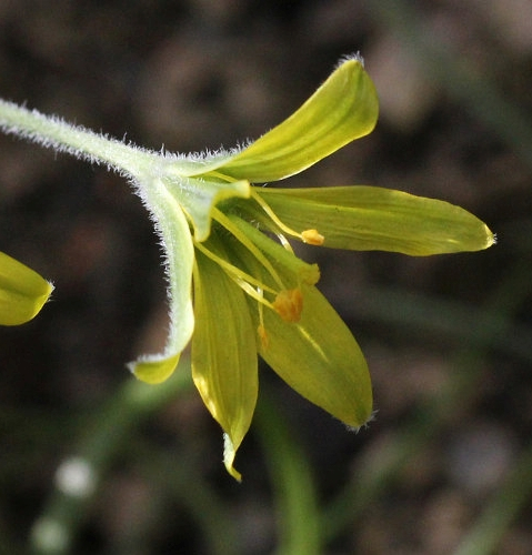 Pflanzenbild gross Acker-Gelbstern - Gagea villosa