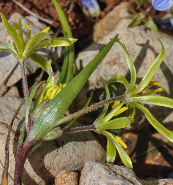 Pflanzenbild gross Acker-Gelbstern - Gagea villosa