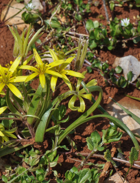 Pflanzenbild gross Acker-Gelbstern - Gagea villosa