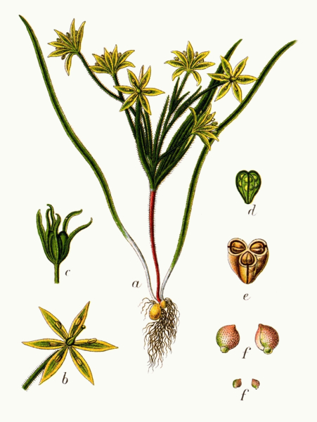 Pflanzenbild gross Acker-Gelbstern - Gagea villosa