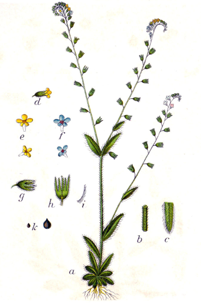 Pflanzenbild gross Buntes Vergissmeinnicht - Myosotis discolor