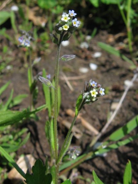 Pflanzenbild gross Buntes Vergissmeinnicht - Myosotis discolor