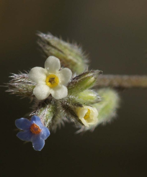 Pflanzenbild gross Buntes Vergissmeinnicht - Myosotis discolor