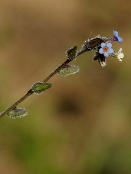 Pflanzenbild gross Buntes Vergissmeinnicht - Myosotis discolor