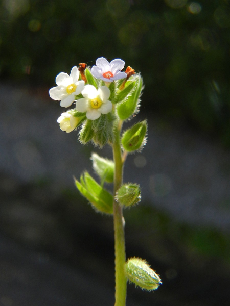 Pflanzenbild gross Buntes Vergissmeinnicht - Myosotis discolor