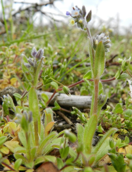 Pflanzenbild gross Buntes Vergissmeinnicht - Myosotis discolor