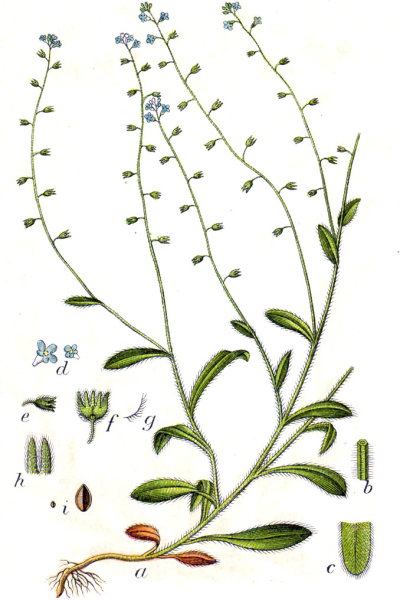 Pflanzenbild gross Hügel-Vergissmeinnicht - Myosotis ramosissima