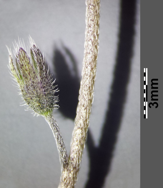 Pflanzenbild gross Hügel-Vergissmeinnicht - Myosotis ramosissima