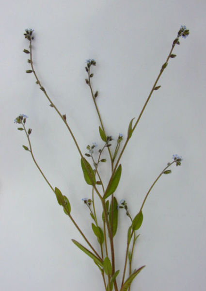 Pflanzenbild gross Hügel-Vergissmeinnicht - Myosotis ramosissima
