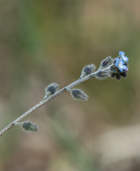 Pflanzenbild gross Hügel-Vergissmeinnicht - Myosotis ramosissima