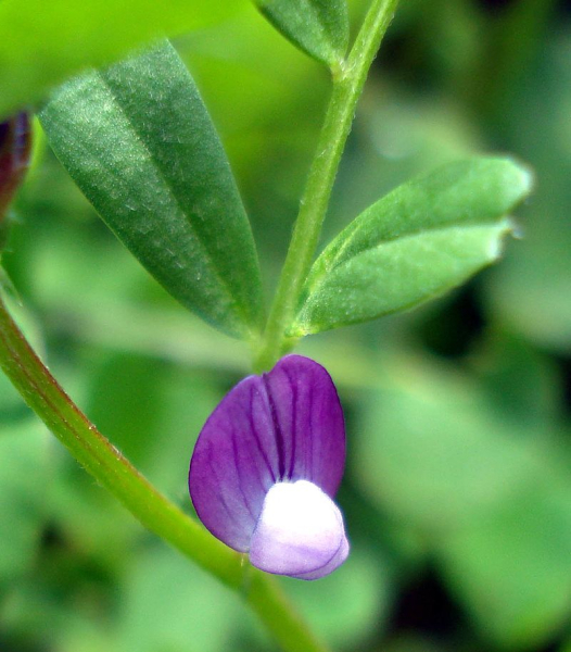 Pflanzenbild gross Platterbsen-Wicke - Vicia lathyroides