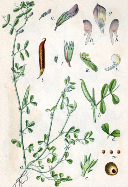 Pflanzenbild gross Platterbsen-Wicke - Vicia lathyroides