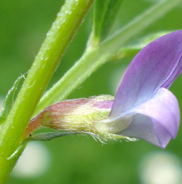 Pflanzenbild gross Platterbsen-Wicke - Vicia lathyroides