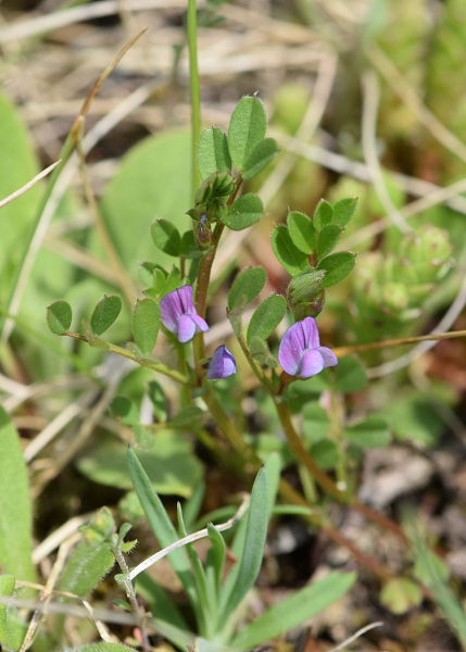 Pflanzenbild gross Platterbsen-Wicke - Vicia lathyroides