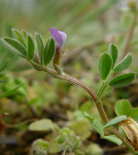 Pflanzenbild gross Platterbsen-Wicke - Vicia lathyroides
